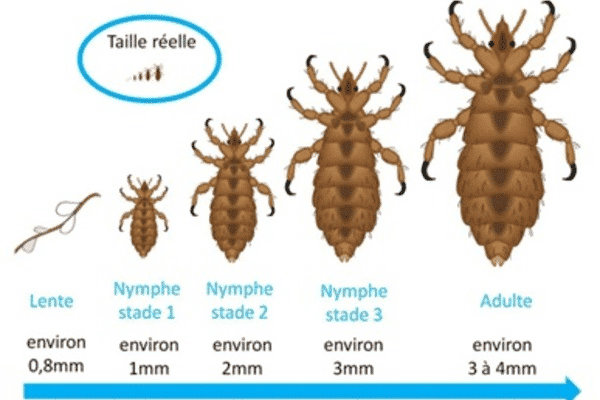 Découvrez le cycle de vie des poux par nos experts